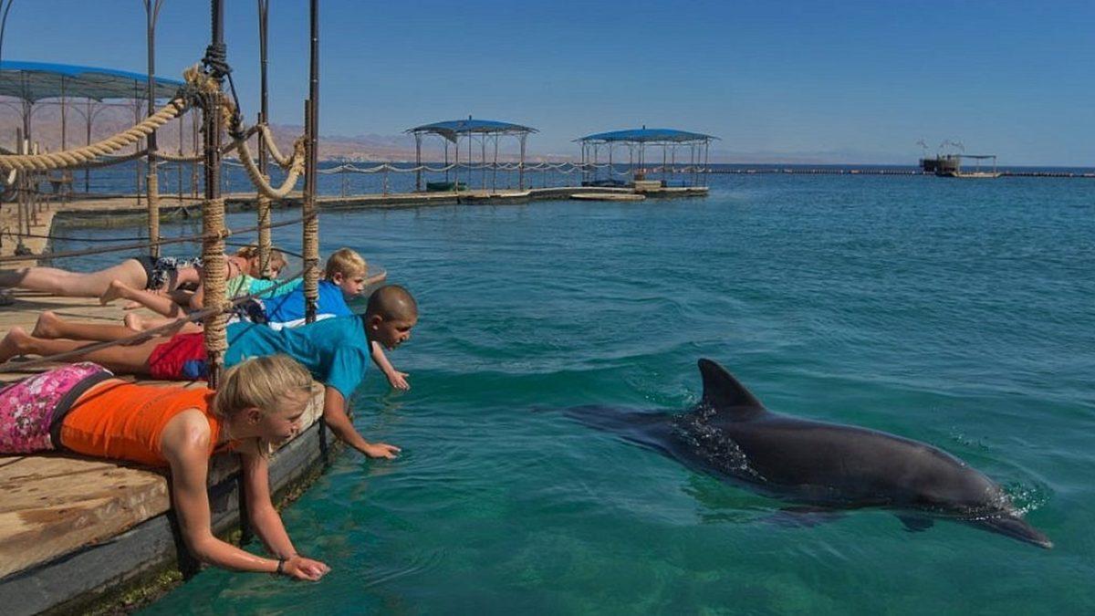 Yunusları Görmek İçin Aquapark’lara Gidenleri Şoka Uğratacak Gerçekler