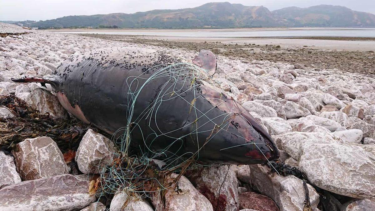 Yunusları Görmek İçin Aquapark’lara Gidenleri Şoka Uğratacak Gerçekler