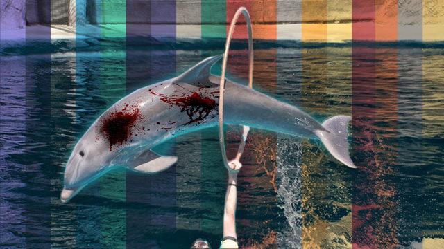 Yunusları Görmek İçin Aquapark’lara Gidenleri Şoka Uğratacak Gerçekler