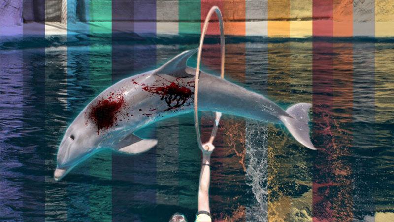 Yunusları Görmek İçin Aquapark’lara Gidenleri Şoka Uğratacak Gerçekler