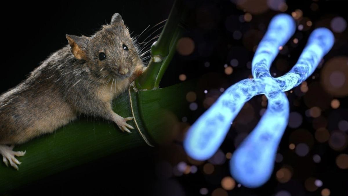 Milyonlarca Yıl Süren Kromozom Değişimi, Kısa Sürede Gerçekleştirildi: Genetik Hastalıklara ve Evrim Sürecine Işık Tutabilir