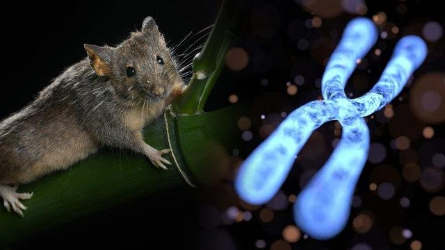 Milyonlarca Yıl Süren Kromozom Değişimi, Kısa Sürede Gerçekleştirildi: Genetik Hastalıklara ve Evrim Sürecine Işık Tutabilir