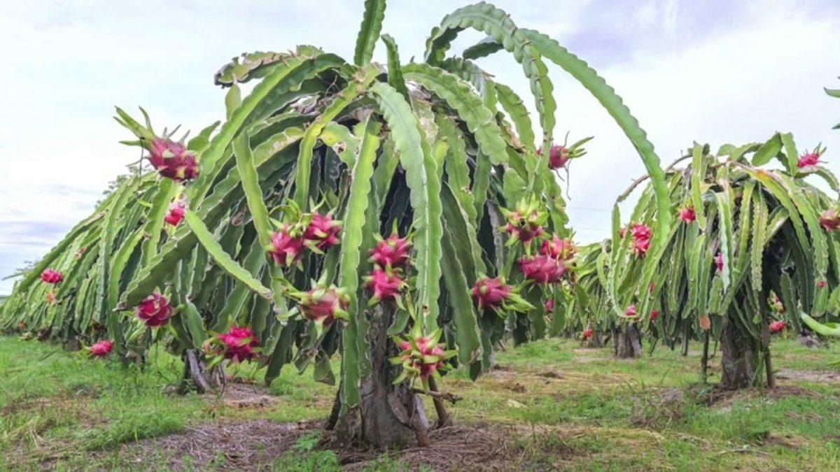 İsmini Çok Fazla Duymamıza Rağmen Kendisini Pek Tanımadığımız İlginç Tropikal Meyve: Ejder Meyvesi Nedir, Faydaları Nelerdir?