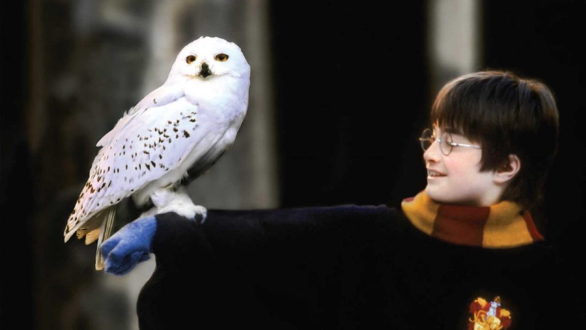 Harry Potter Serisi Hakkında En Sıkı Hayranlarının Bile Muhtemelen Daha Önce Duymadığı 11 Enteresan Bilgi