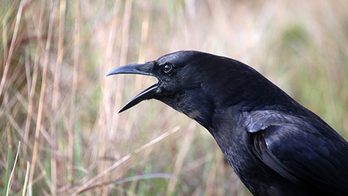 Kargalar, Kuş Beyinlerine(!) Rağmen ’Sıfır’ Kavramını Anlayabiliyorlar