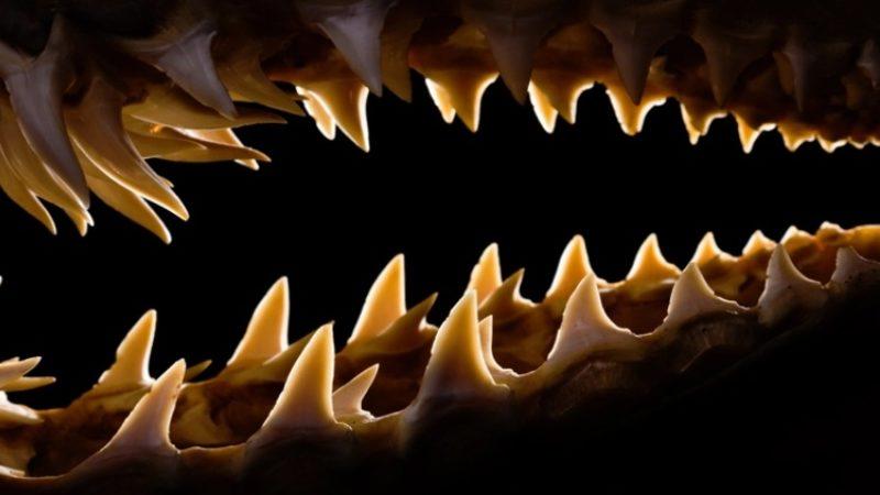 Bilim İnsanları, Dişlerin İlk Kez Nasıl Ortaya Çıktığını Keşfetti (Hayır Ağzımızın İçinde Değil)