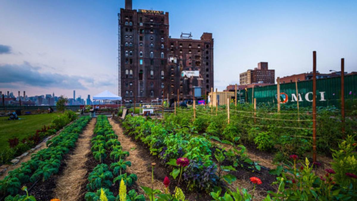 Domates, Patates Gibi Bazı Sebzelerin Şehirde, Kırsal Bölgelere Göre Daha ’Verimli’ Yetiştiği Keşfedildi