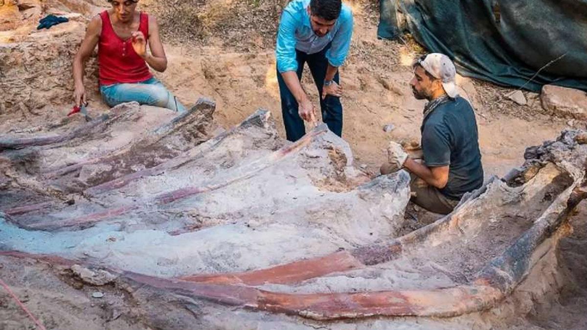 Dünya’nın En Büyük Dinozor Fosili Keşfedilmiş Olabilir: Tam 150 Milyon Yıllık!