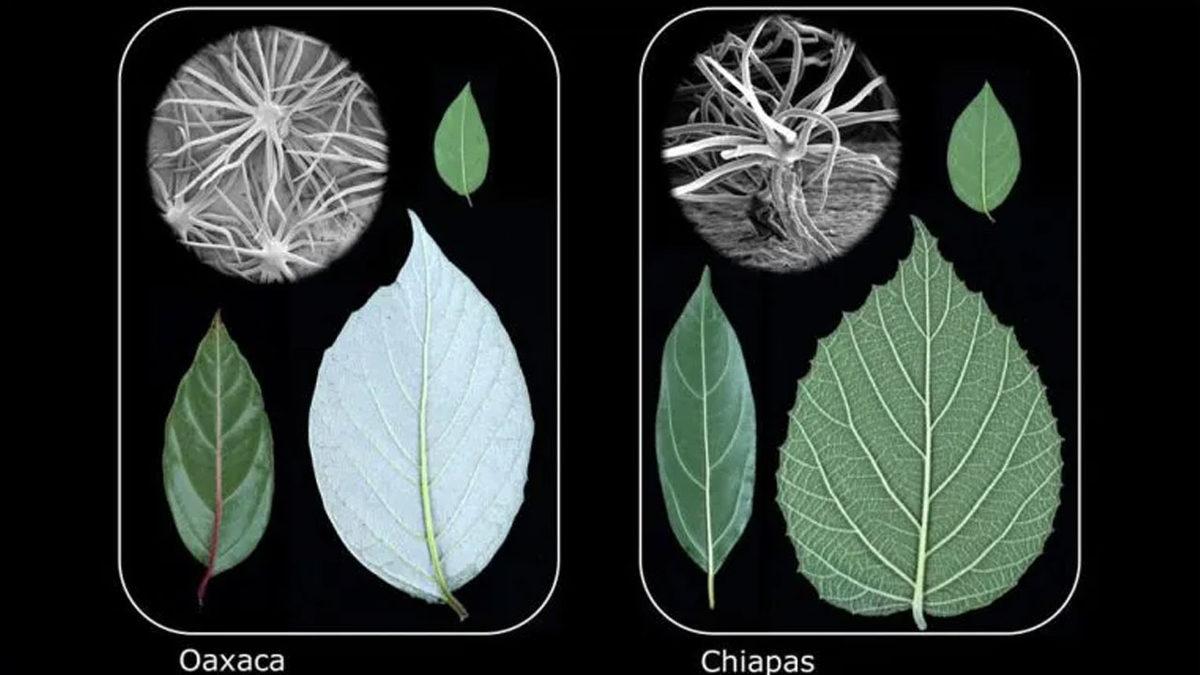 Evrim, Sanıldığı Kadar ’Rastgele’ Olmayabilir: İşte Yeni Araştırmanın Bilim Dünyasını Şaşırtan Sonuçları