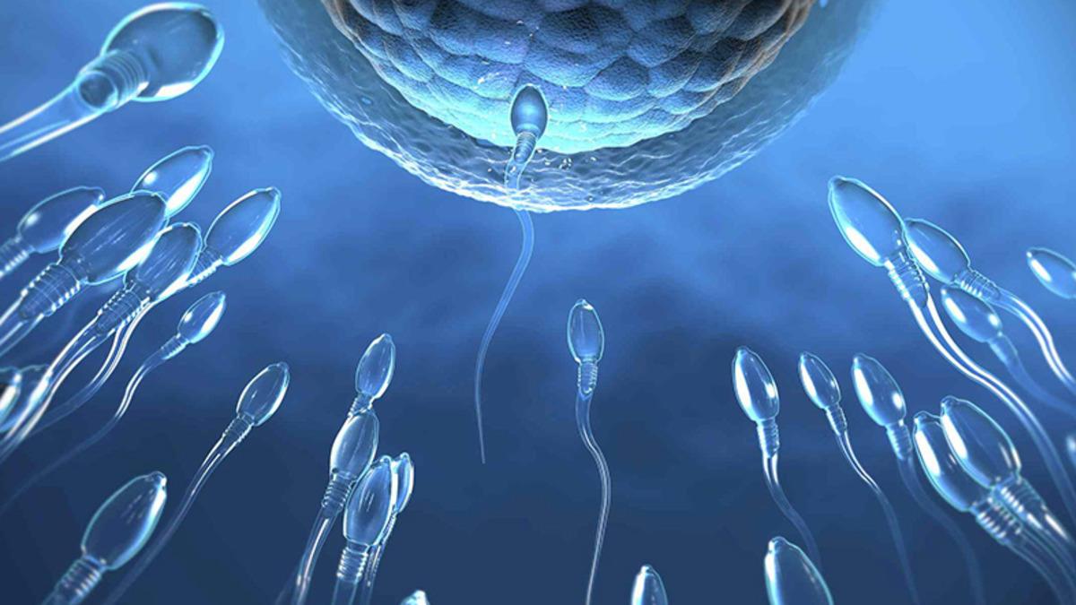 Covid-19 Aşıları, Söylendiği Gibi Sperm Sayısını Düşürüyor mu? Yeni Araştırmanın Sonuçları Belli Oldu
