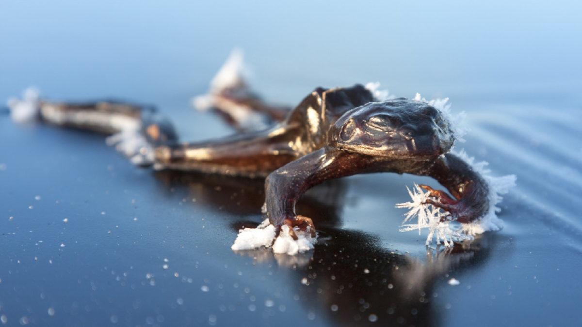 Kaptan Amerika Gibi Dondurulup 100 Yıl Sonra Hiçbir Şey Olmamış Gibi Uyanmak Mümkün mü?