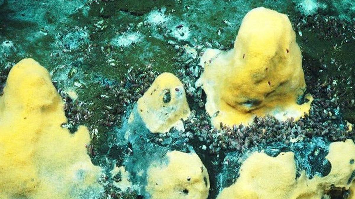 Araştırmalara Göre Okyanus Mikropları, İklim Değişikliğini Dengeleyebilir