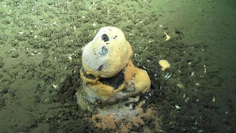 Araştırmalara Göre Okyanus Mikropları, İklim Değişikliğini Dengeleyebilir