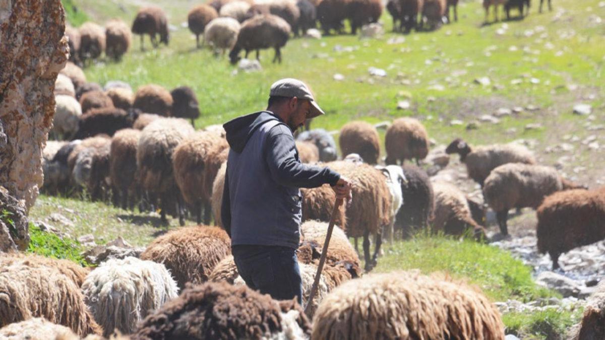 Sosyal Medya Fenomeni Çoban Erdal Karadağ, Aylık Sosyal Medya Gelirini Açıkladı