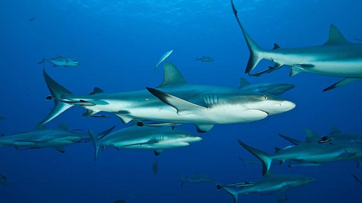 Sürekli Yüzmek Zorunda Olan Köpek Balıkları Nasıl Dinleniyor?