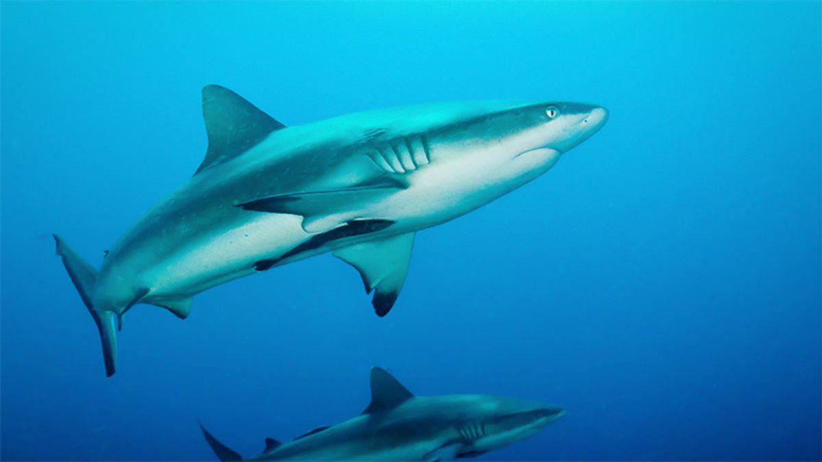 Sürekli Yüzmek Zorunda Olan Köpek Balıkları Nasıl Dinleniyor?