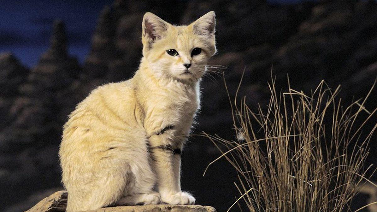 Ev Kedisi Gibi Görünse de Çöllerde Racon Kesen Sevimli Canavar: Türkistan Kum Kedisi
