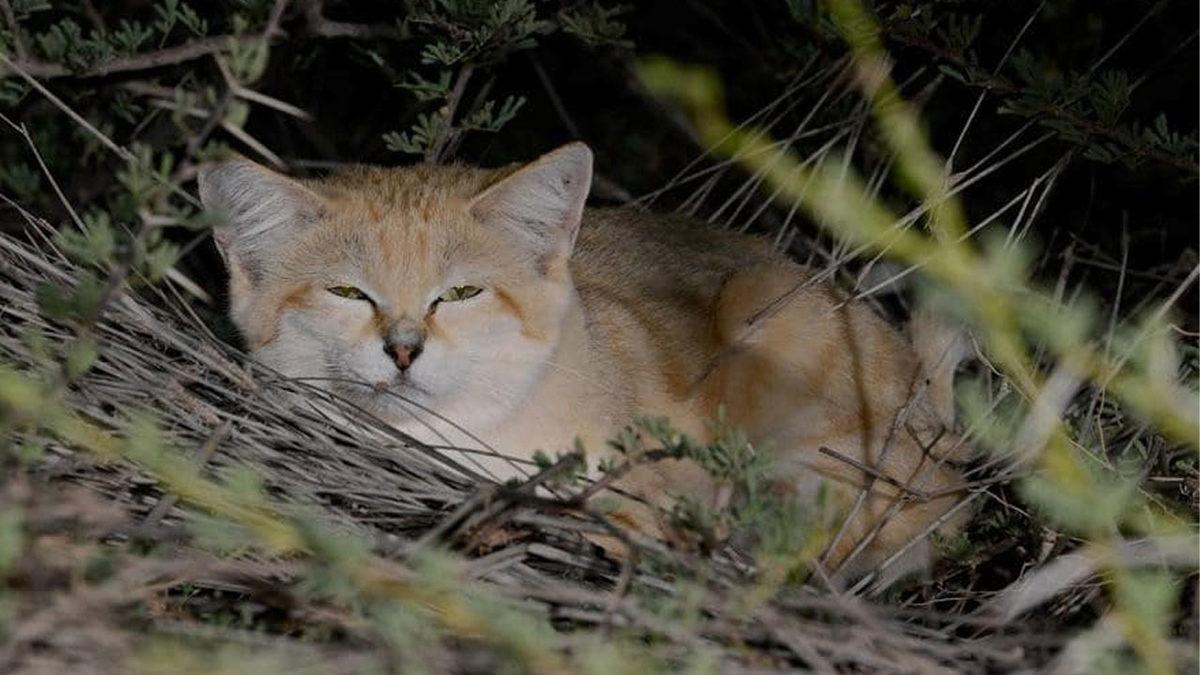 Ev Kedisi Gibi Görünse de Çöllerde Racon Kesen Sevimli Canavar: Türkistan Kum Kedisi