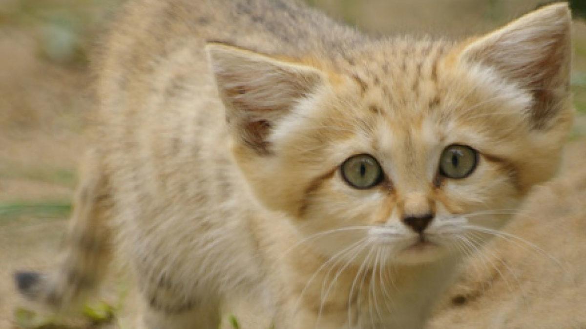 Ev Kedisi Gibi Görünse de Çöllerde Racon Kesen Sevimli Canavar: Türkistan Kum Kedisi
