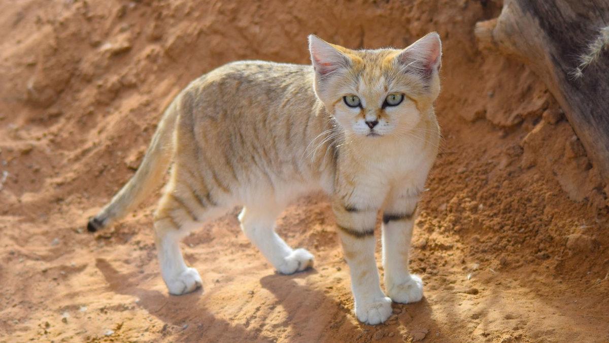 Ev Kedisi Gibi Görünse de Çöllerde Racon Kesen Sevimli Canavar: Türkistan Kum Kedisi