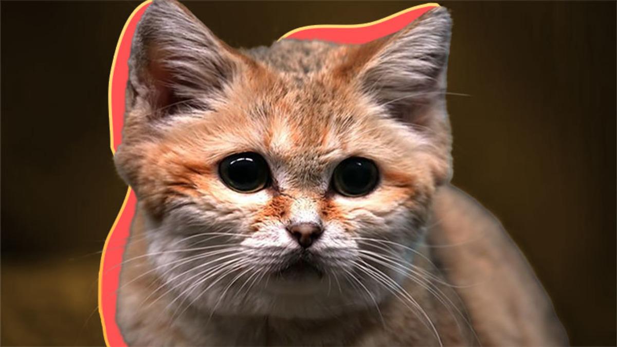 Ev Kedisi Gibi Görünse de Çöllerde Racon Kesen Sevimli Canavar: Türkistan Kum Kedisi