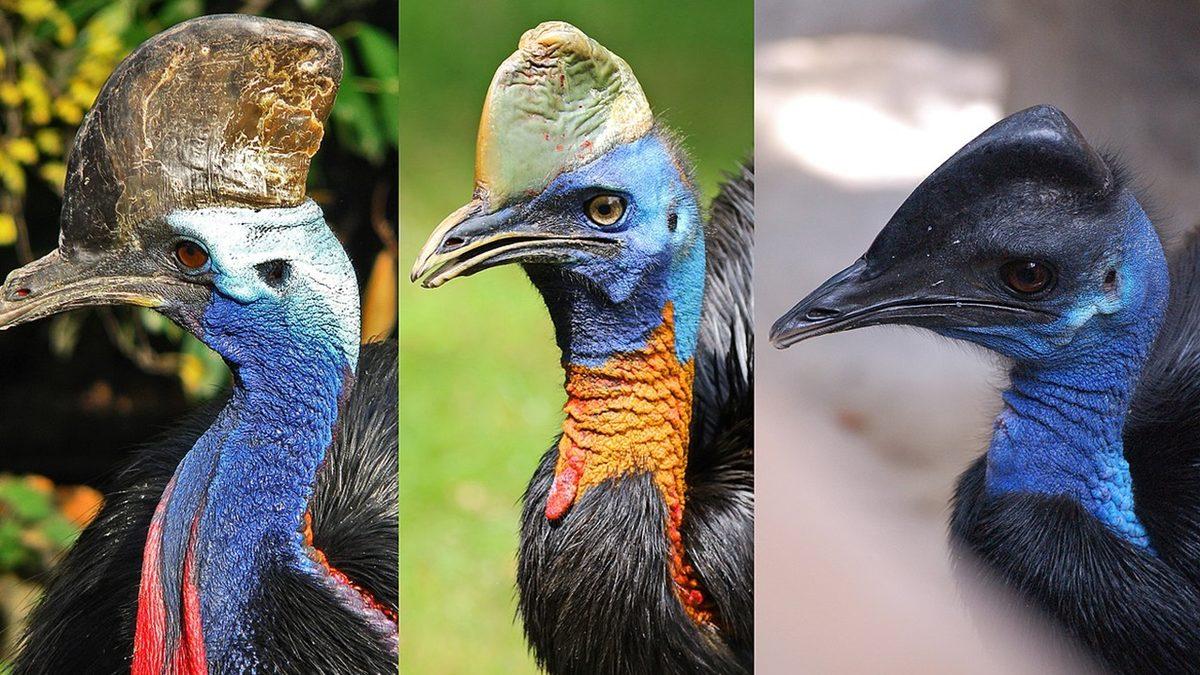 Tavuk, Penguen Gibi Bazı Kuş Türlerinin Uçamamasının ’Vay be!’ Dedirten Sebebi