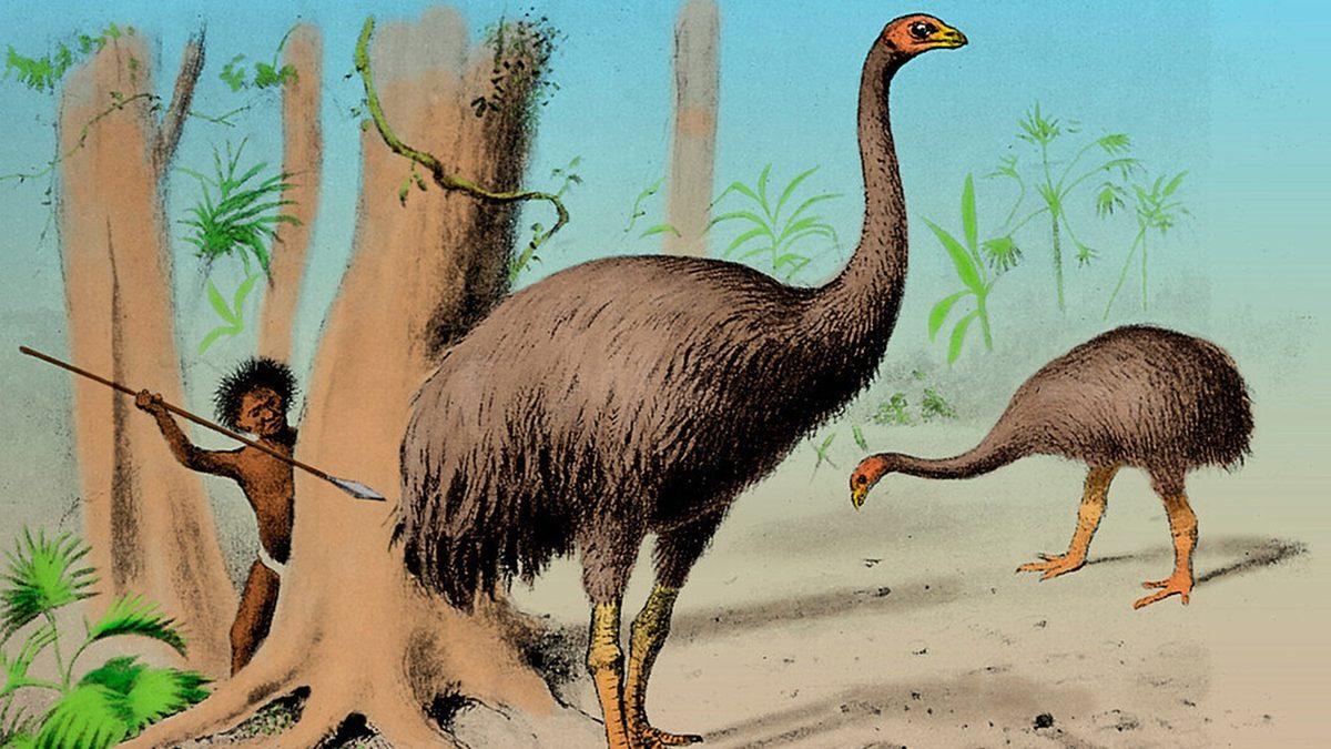 Tavuk, Penguen Gibi Bazı Kuş Türlerinin Uçamamasının ’Vay be!’ Dedirten Sebebi