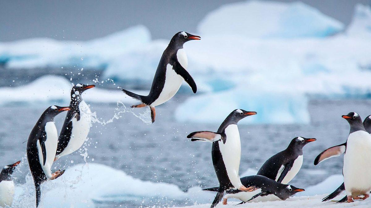 Tavuk, Penguen Gibi Bazı Kuş Türlerinin Uçamamasının ’Vay be!’ Dedirten Sebebi