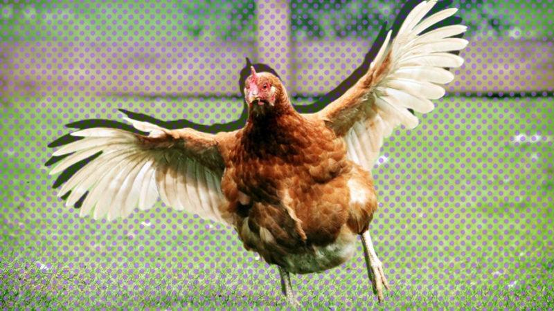 Tavuk, Penguen Gibi Bazı Kuş Türlerinin Uçamamasının ’Vay be!’ Dedirten Sebebi