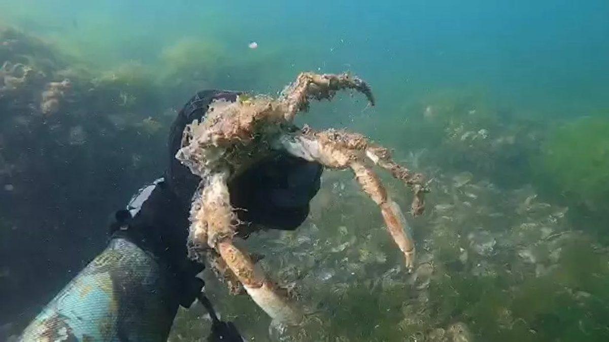 Deniz Tabanını Kar Gibi Kaplayan Müsilaj, Canlıları Bir Bir Öldürüyor [Video]