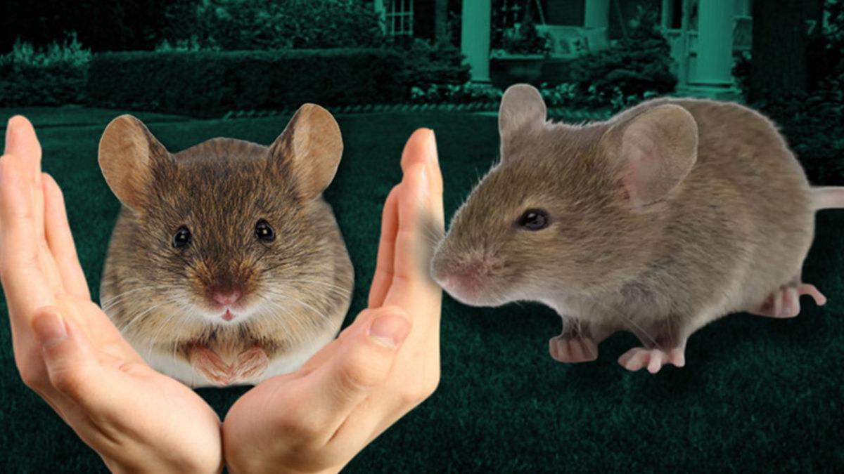 Çevremizdeki İnsanların Davranışlarını Kontrol Edip Onları Dilediğimiz Gibi Yönlendirebileceğimizi Söyleyen Kavram: Beklenti Etkisi