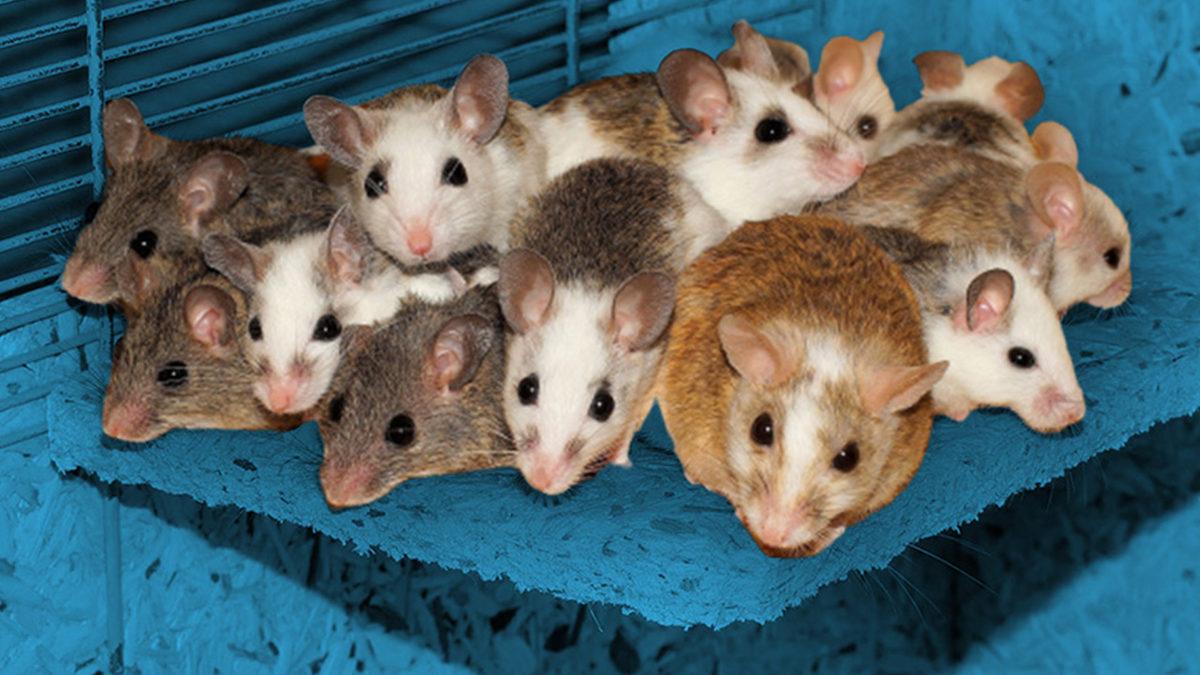 Çevremizdeki İnsanların Davranışlarını Kontrol Edip Onları Dilediğimiz Gibi Yönlendirebileceğimizi Söyleyen Kavram: Beklenti Etkisi