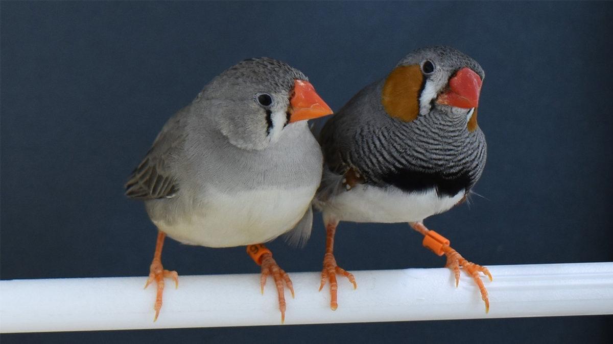 Bilim İnsanları, Kuşların Cıvıltılarını Sözcüklere Döken Bir Sistem Geliştirdi