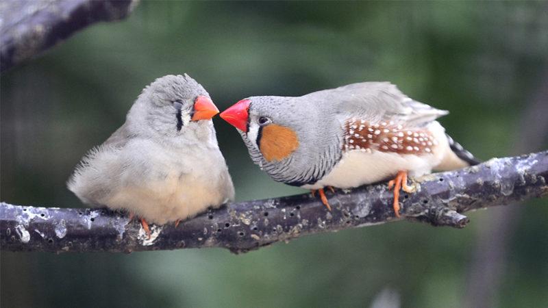 Bilim İnsanları, Kuşların Cıvıltılarını Sözcüklere Döken Bir Sistem Geliştirdi