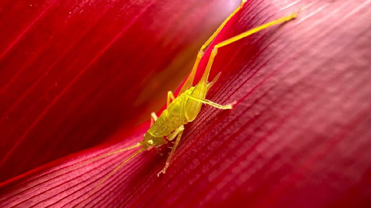 Almaya Değer mi? İşte iPhone 14 Pro’nun Özellikleri ve Fiyatı