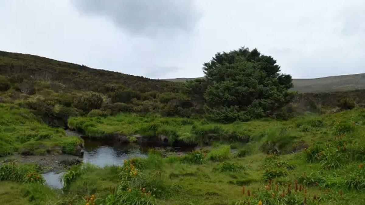 Dünyanın En Yalnız Ağacı, İklim Değişikliğinin Sırlarının Keşfedilmesini Sağlayacak