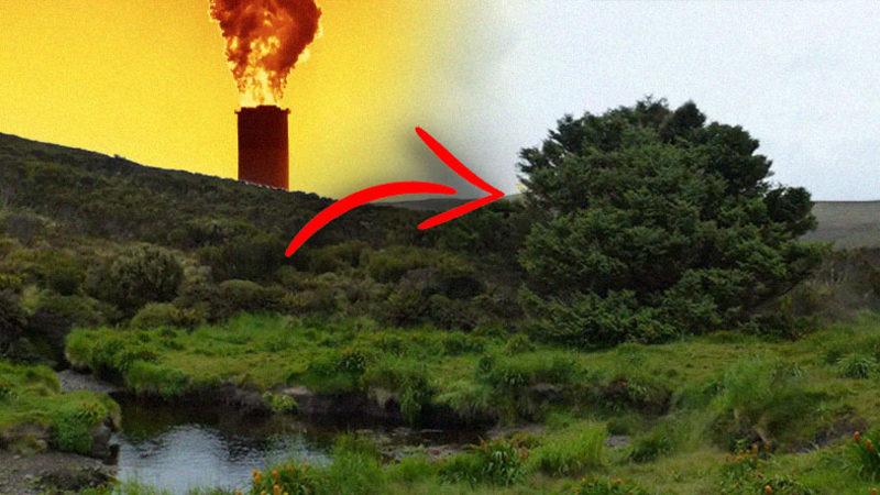Dünyanın En Yalnız Ağacı, İklim Değişikliğinin Sırlarının Keşfedilmesini Sağlayacak