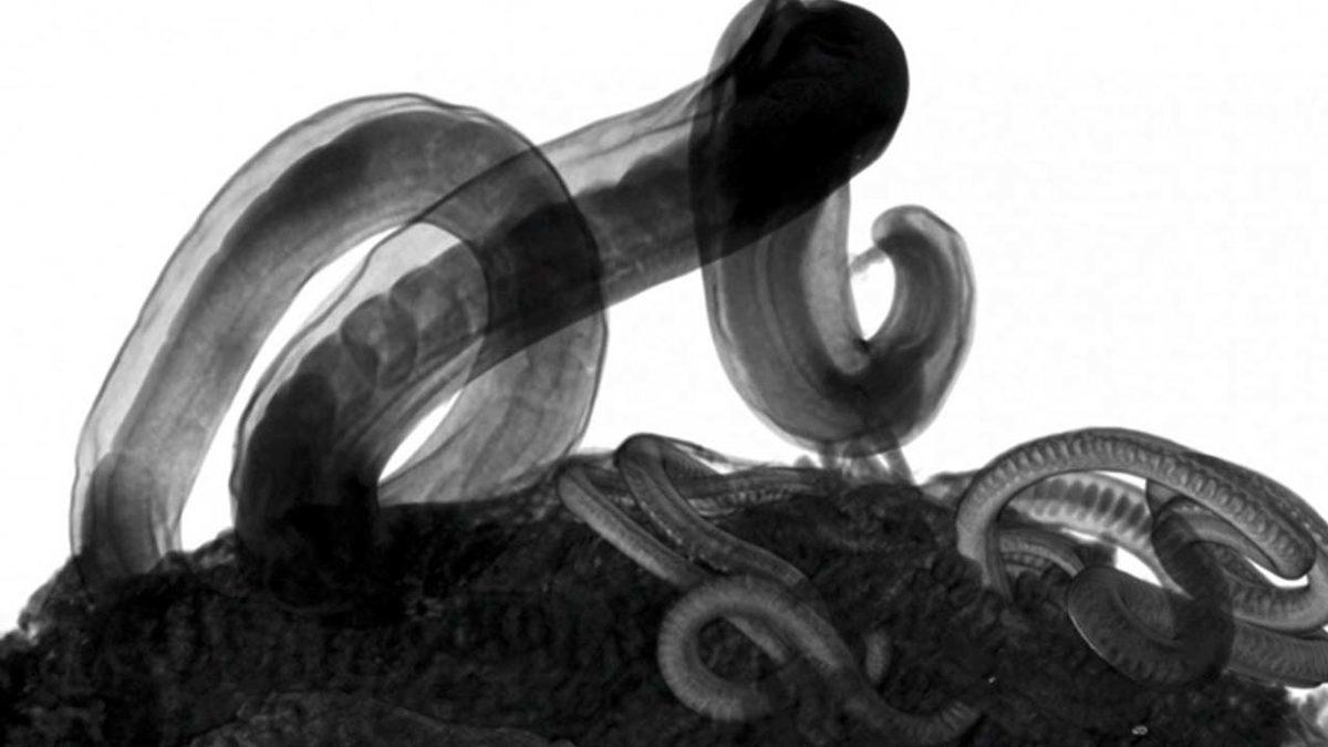 2.500 Yıllık Viking Kakası Sayesinde Bugün Bile Vücudumuzda Bulunan Parazitler Hakkında Keşif Yapıldı