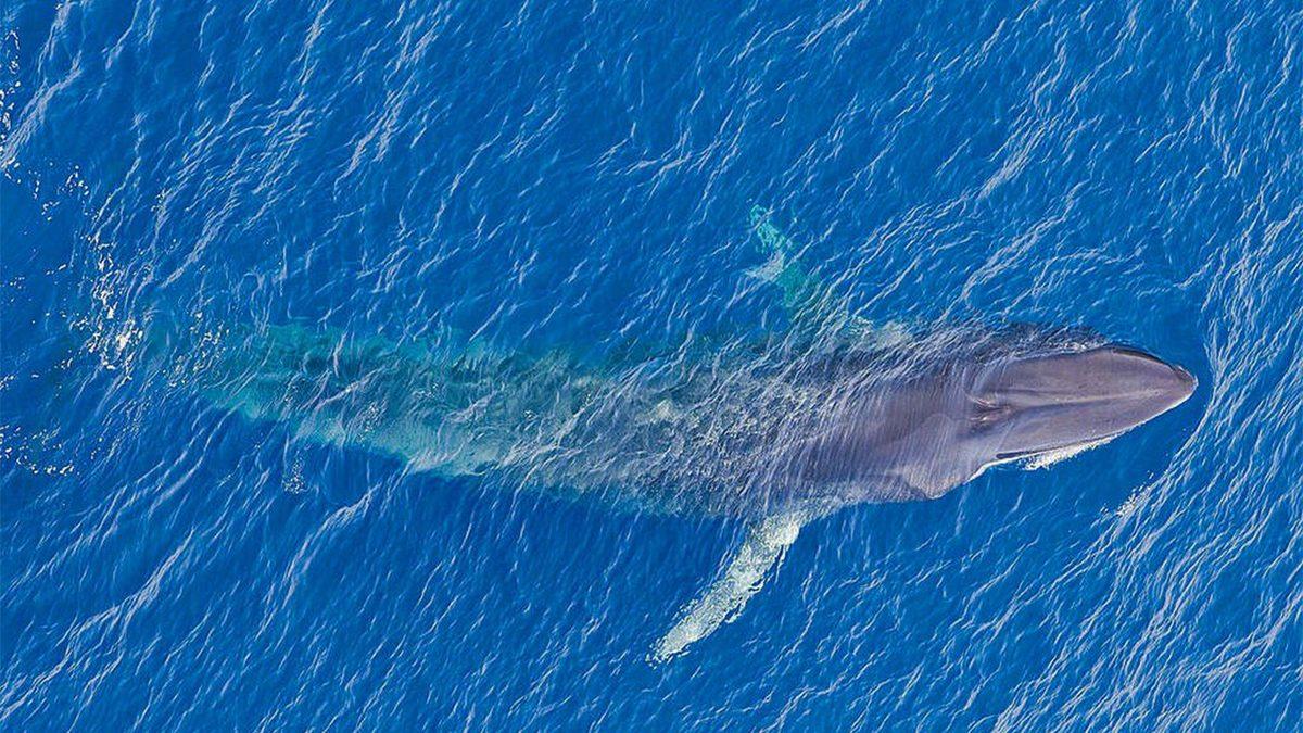 Balinalar, Midesine Onlarcasını Sığdırabileceği Halde İnsanları Neden Yutamaz?