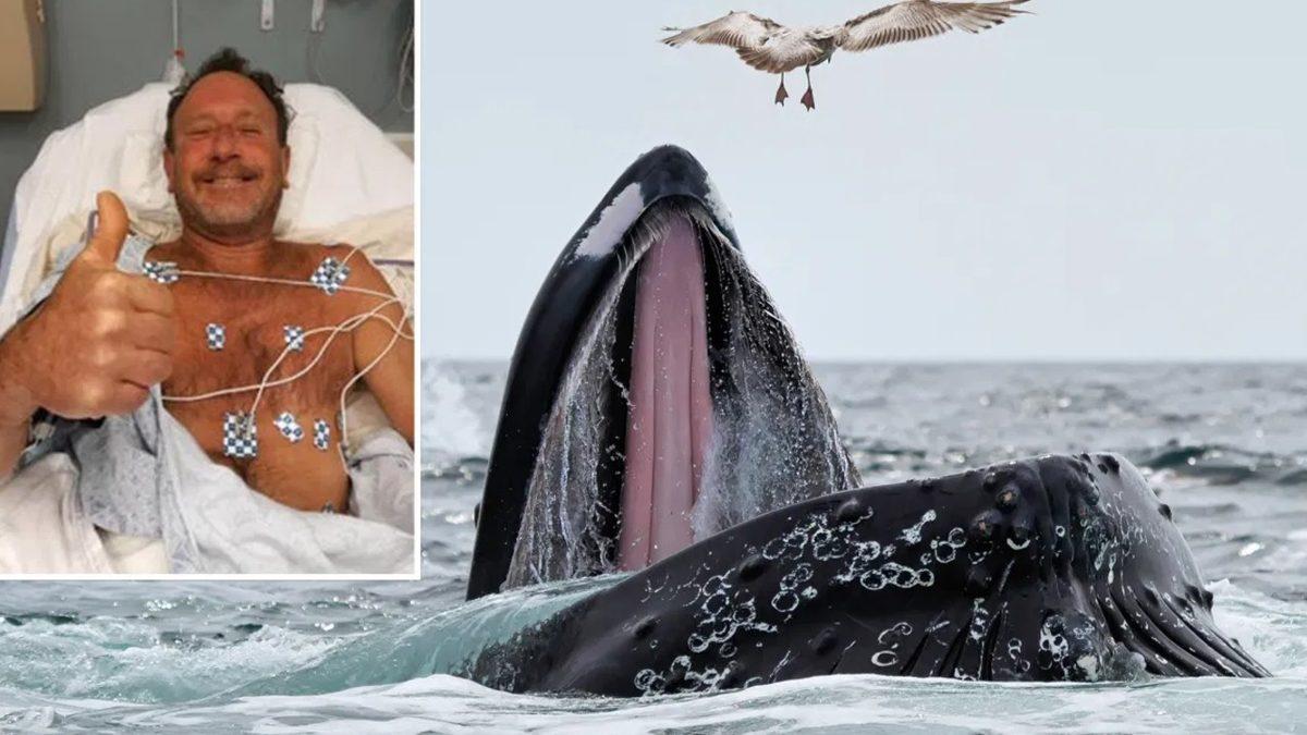 Balinalar, Midesine Onlarcasını Sığdırabileceği Halde İnsanları Neden Yutamaz?