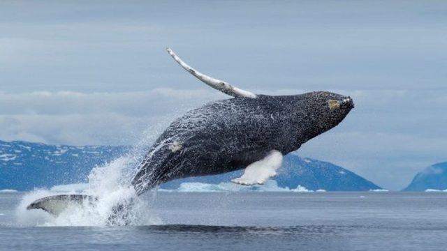 Balinalar, Midesine Onlarcasını Sığdırabileceği Halde İnsanları Neden Yutamaz?