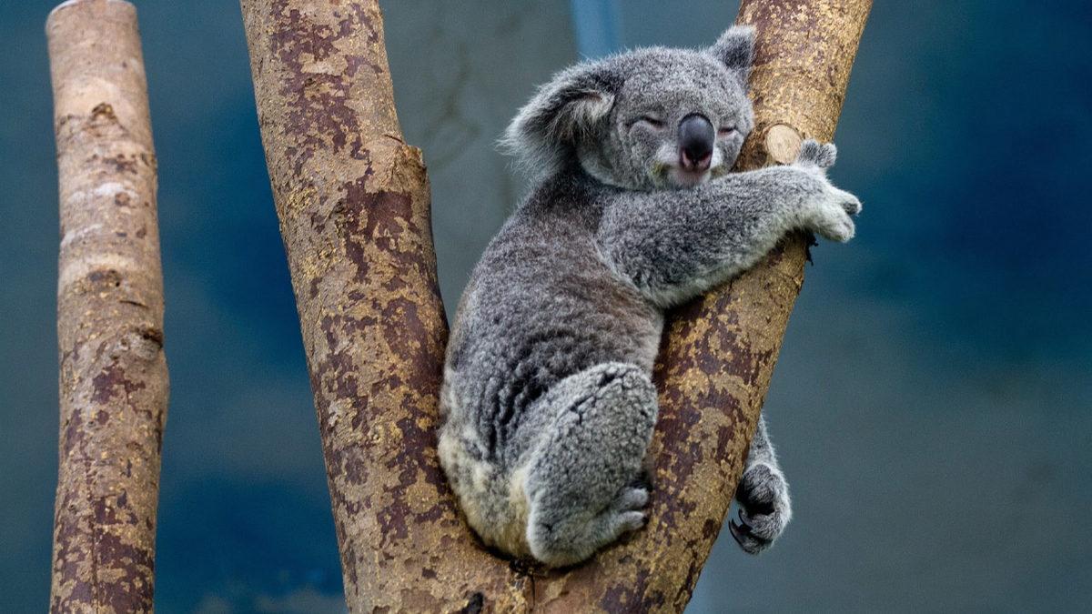 Bir Yattı mı Kalkmak Nedir Bilmeyen, Dünyanın En Çok Uyuyan 9 Hayvanı