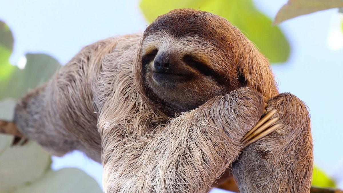 Bir Yattı mı Kalkmak Nedir Bilmeyen, Dünyanın En Çok Uyuyan 9 Hayvanı