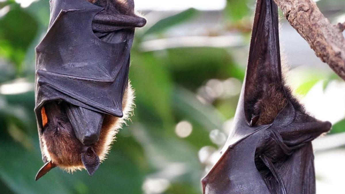 Bir Yattı mı Kalkmak Nedir Bilmeyen, Dünyanın En Çok Uyuyan 9 Hayvanı