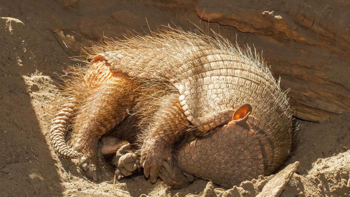 Bir Yattı mı Kalkmak Nedir Bilmeyen, Dünyanın En Çok Uyuyan 9 Hayvanı
