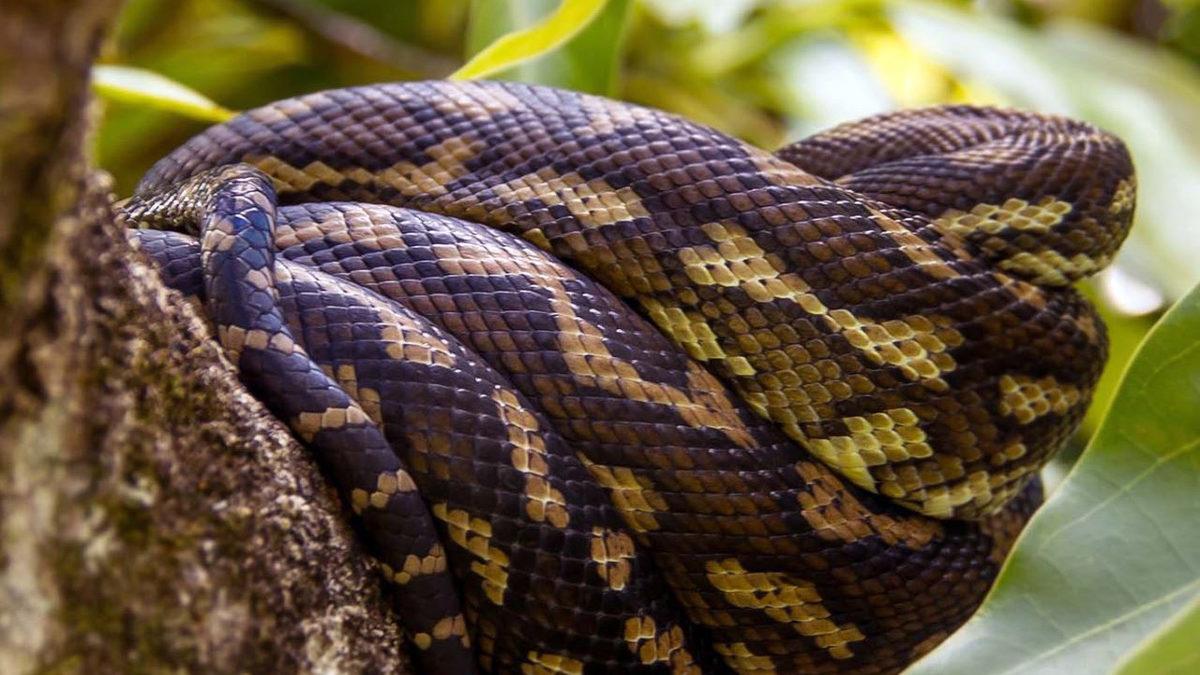 Bir Yattı mı Kalkmak Nedir Bilmeyen, Dünyanın En Çok Uyuyan 9 Hayvanı