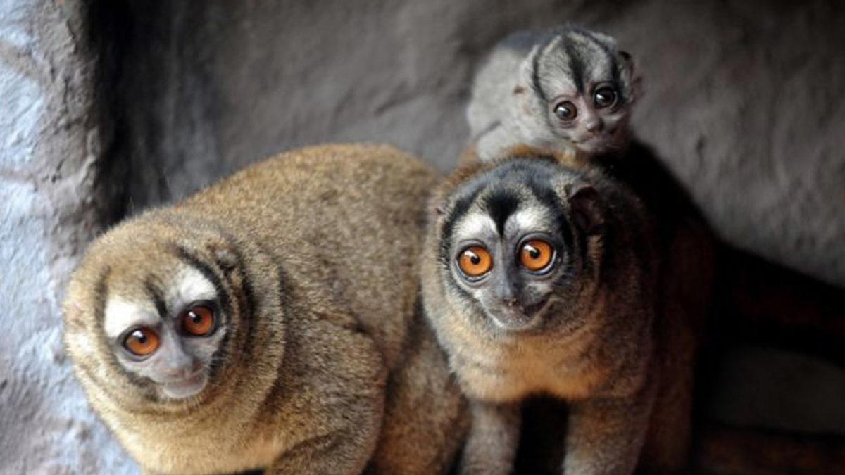 Bir Yattı mı Kalkmak Nedir Bilmeyen, Dünyanın En Çok Uyuyan 9 Hayvanı