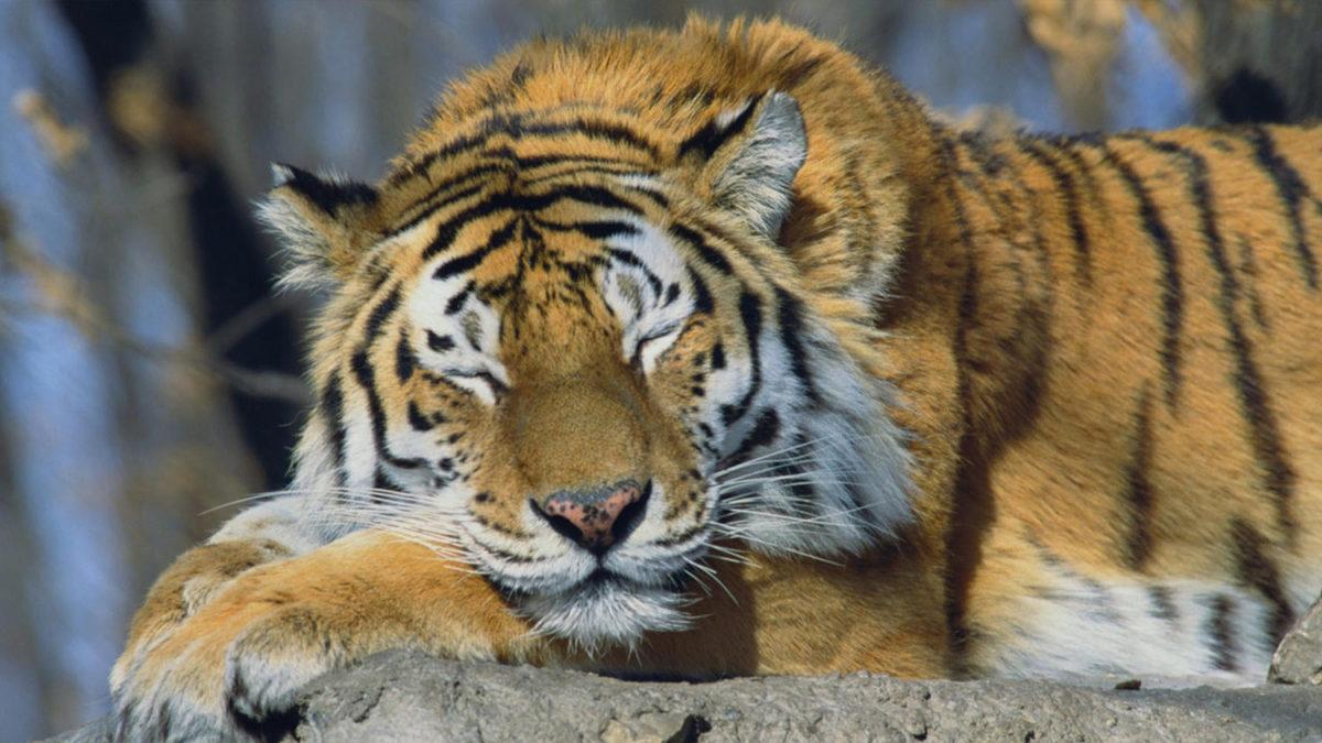 Bir Yattı mı Kalkmak Nedir Bilmeyen, Dünyanın En Çok Uyuyan 9 Hayvanı