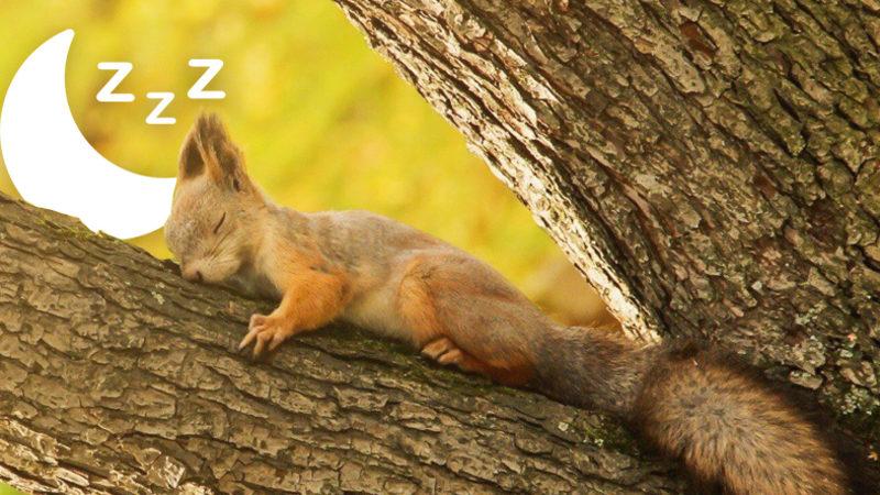 Bir Yattı mı Kalkmak Nedir Bilmeyen, Dünyanın En Çok Uyuyan 9 Hayvanı