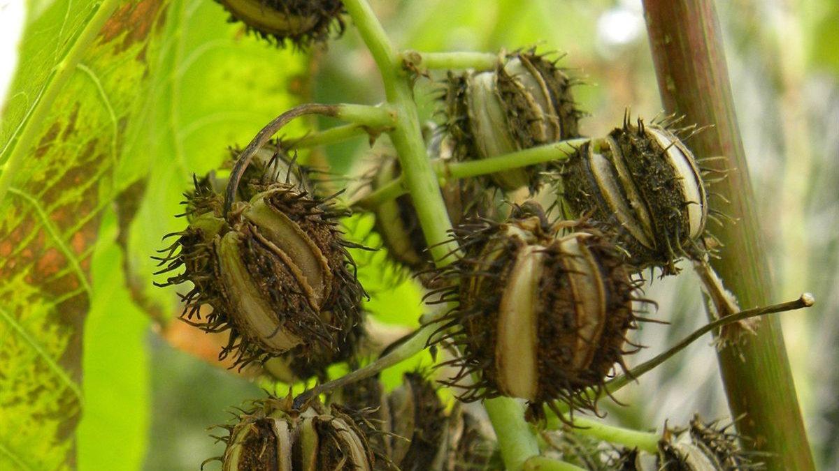 Masum Görüntüsünün Altında Ölümcül Bir Zehir Yatan Dünyanın En Tehlikeli Bitkileri